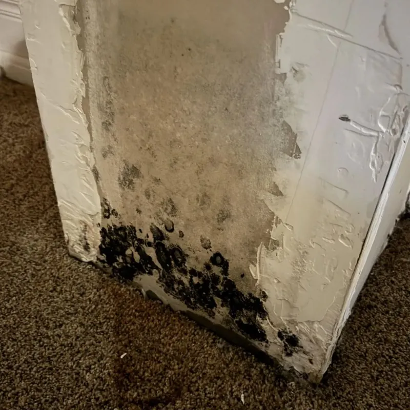 Professional Mold Removal in Woodbury, TN